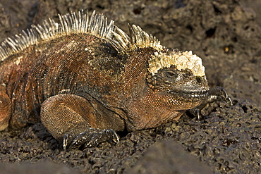 Close-up photo of the endemic Galapagos marine iguana (Amblyrhynchus cristatus) in the Galapagos Island Archipeligo, Ecuador