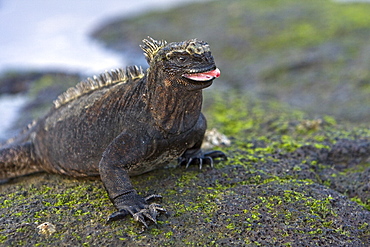 Close-up photo of the endemic Galapagos marine iguana (Amblyrhynchus cristatus) in the Galapagos Island Archipeligo, Ecuador