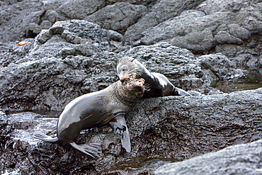 Adult male Galapagos fur seals (Arctocephalus galapagoensis) mock-fighting on lava flow of Santiago Island in the Galapagos Island Archipelago, Ecuador