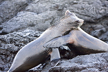 Adult male Galapagos fur seals (Arctocephalus galapagoensis) mock-fighting on lava flow of Santiago Island in the Galapagos Island Archipelago, Ecuador