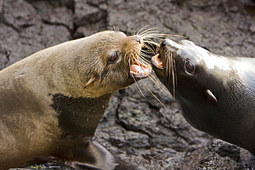 Adult male Galapagos fur seals (Arctocephalus galapagoensis) mock-fighting on lava flow of Santiago Island in the Galapagos Island Archipelago, Ecuador