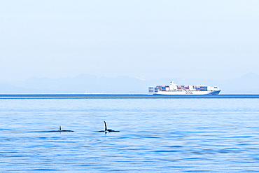 An Orca pod (Orcinus orca) encountered near Waldron Island in the San Juan Island group of Washington State, USA