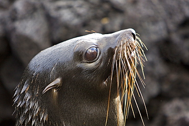 Galapagos fur seal (Arctocephalus galapagoensis) hauled out and resting on lava flow of Santiago Island in the Galapagos Island Archipelago, Ecuador