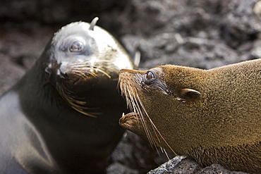 Adult male Galapagos fur seals (Arctocephalus galapagoensis) mock-fighting on lava flow of Santiago Island in the Galapagos Island Archipelago, Ecuador