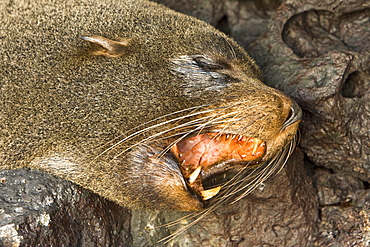 Galapagos fur seals (Arctocephalus galapagoensis) on lava flow of Santiago Island in the Galapagos Island Archipelago, Ecuador