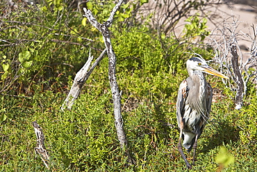 Adult great blue heron (Ardea herodias) at Cerro Dragon on Santa Cruz Island in the Galapagos Island Archipeligo, Ecuador. Pacific Ocean.