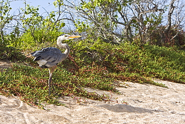 Adult great blue heron (Ardea herodias) at Cerro Dragon on Santa Cruz Island in the Galapagos Island Archipeligo, Ecuador. Pacific Ocean.