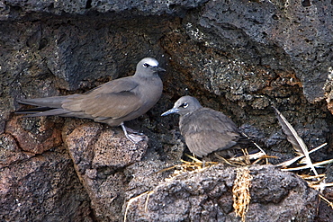 Adult brown noddy (Anous stolidus) pair nesting on cliff face of Champion Island in the Galapagos Island Group. Champion Island is a nesting and breeding area for brown noddies, Pacific Ocean.