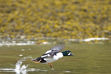 Adult male Barrow's Goldeneye (Bucephala islandica) in full breeding plumage in the calm waters of Red Bluff Bay, Southeastern Alaska, USA