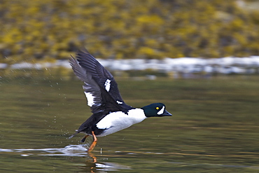 Adult Barrow's Goldeneye (Bucephala islandica) in full breeding plumage in the calm waters of Red Bluff Bay, Southeastern Alaska, USA