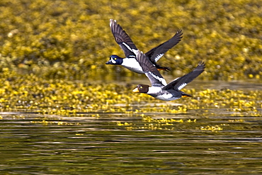 A pair of adult Barrow's Goldeneye (Bucephala islandica) in full breeding plumage in the calm waters of Red Bluff Bay, Southeastern Alaska, USA