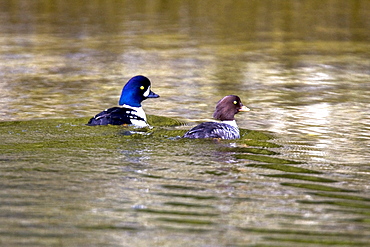 A pair of adult Barrow's Goldeneye (Bucephala islandica) in full breeding plumage in the calm waters of Red Bluff Bay, Southeastern Alaska, USA