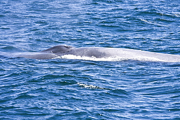 Adult blue whale (Balaenoptera musculus) surfacing in the middle Gulf of California (Sea of Cortez), Baja California Sur, Mexico