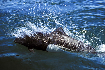 Adult Dall's Porpoise (Phocoenoides dalli) surfacing (note characteristic "rooster tail" splash from body) in the San Juan Islands, Washington State, USA.