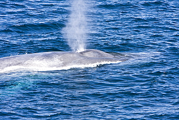 Adult blue whale (Balaenoptera musculus) surfacing in the middle Gulf of California (Sea of Cortez), Baja California Sur, Mexico