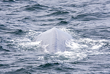 Adult blue whale (Balaenoptera musculus) surfacing in the middle Gulf of California (Sea of Cortez), Baja California Sur, Mexico