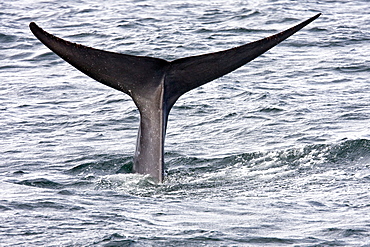 Adult blue whale (Balaenoptera musculus) fluke-up dive in the middle Gulf of California (Sea of Cortez), Baja California Sur, Mexico