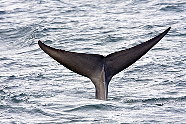 Adult blue whale (Balaenoptera musculus) fluke-up dive in the middle Gulf of California (Sea of Cortez), Baja California Sur, Mexico