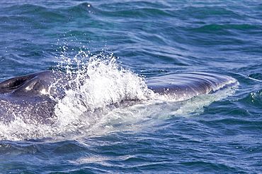 Adult fin whale (Balaenoptera physalus) surfacing near Isla Carmen in the lower Gulf of California (Sea of Cortez), Mexico