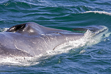 Adult fin whale (Balaenoptera physalus) surfacing near Isla Carmen in the lower Gulf of California (Sea of Cortez), Mexico