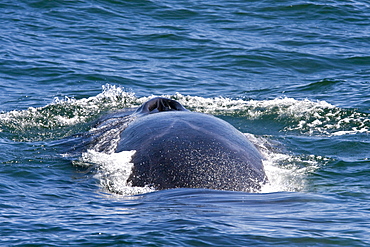 Adult fin whale (Balaenoptera physalus) surfacing near Isla Carmen in the lower Gulf of California (Sea of Cortez), Mexico