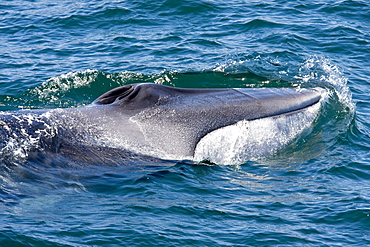 Adult fin whale (Balaenoptera physalus) surfacing near Isla Carmen in the lower Gulf of California (Sea of Cortez), Mexico