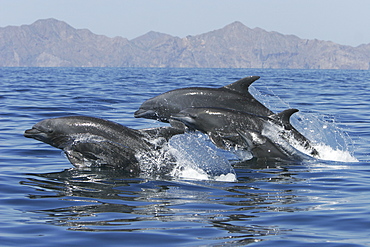 Adult Bottlenose Dolphin (Tursiops truncatus gilli) leaping in the upper Gulf of California (Sea of Cortez), Mexico.