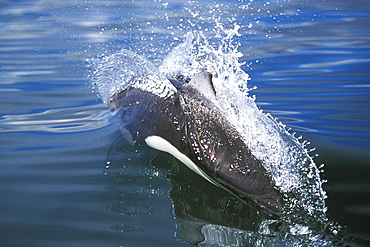 Adult Dall's Porpoise (Phocoenoides dalli) surfacing with characteristic "rooster tail" splash in Icy Strait, Southeast Alaska, USA. Pacific Ocean.
(Restricted Resolution - pls contact us)