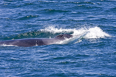 Adult fin whale (Balaenoptera physalus) surfacing near Isla Carmen in the lower Gulf of California (Sea of Cortez), Mexico