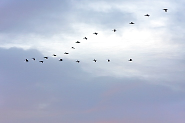 A flock of cormorants at sunrise in Bahia Magdalena on the Pacific side of the Baja Peninsula, Baja California Sur, Mexico.    (rr)