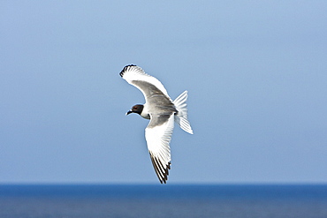 Adult Swallow-tailed gull (Creagrus furcatus) in flight on Espanola Island in the Galapagos Island Archipelago, Ecuador