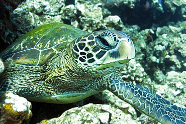 Adult green sea turtle (Chelonia mydas) in the protected marine sanctuary at Honolua Bay on the northwest side of the island of Maui, Hawaii, USA