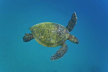 Adult green sea turtle (Chelonia mydas) in the protected marine sanctuary at Honolua Bay on the northwest side of the island of Maui, Hawaii, USA