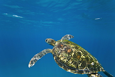 Adult green sea turtle (Chelonia mydas) in the protected marine sanctuary at Honolua Bay on the northwest side of the island of Maui, Hawaii, USA