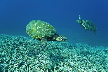 Adult green sea turtle (Chelonia mydas) in the protected marine sanctuary at Honolua Bay on the northwest side of the island of Maui, Hawaii, USA