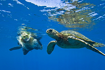 A snorkeler and a green sea turtle (Chelonia mydas) in the protected marine sanctuary at Honolua Bay on the northwest side of the island of Maui, Hawaii, USA