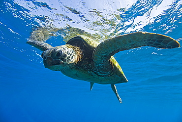 Adult green sea turtle (Chelonia mydas) in the protected marine sanctuary at Honolua Bay on the northwest side of the island of Maui, Hawaii, USA