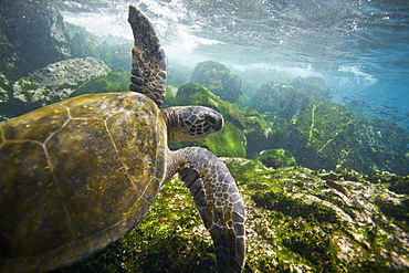 Adult green sea turtle (Chelonia mydas agassizii) underwater off the west side of Isabela Island in the waters surrounding the Galapagos Island Archipeligo, Ecuador. Pacific Ocean.