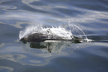 Adult Dall's porpoise (Phocoenoides dalli) surfacing in Chatham Strait, Southeast Alaska, USA