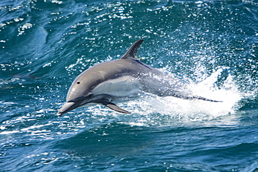 Long-beaked Common Dolphin (Delphinus capensis) leaping encountered off Isla Espiritu Santo in the southern Gulf of California (Sea of Cortez), Baja California Sur, Mexico