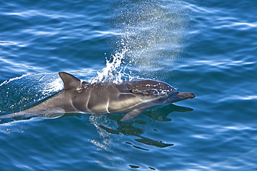 Long-beaked Common Dolphin pod (Delphinus capensis) encountered off Isla Espiritu Santo in the southern Gulf of California (Sea of Cortez), Baja California Sur, Mexico