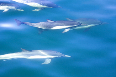 Long-beaked Common Dolphin pod (Delphinus capensis) encountered off Isla Espiritu Santo in the southern Gulf of California (Sea of Cortez), Baja California Sur, Mexico