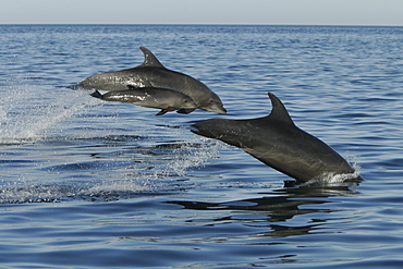 Adult Bottlenose Dolphin (Tursiops truncatus gilli) leaping in the upper Gulf of California (Sea of Cortez), Mexico.