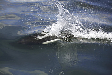 Adult Dall's porpoise (Phocoenoides dalli) surfacing in Chatham Strait, Southeast Alaska, USA