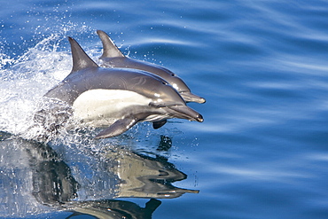 Long-beaked Common Dolphin pair (Delphinus capensis) encountered off Isla Espiritu Santo in the southern Gulf of California (Sea of Cortez), Baja California Sur, Mexico.