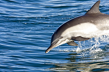 Long-beaked Common Dolphin (Delphinus capensis) encountered off Isla Espiritu Santo in the southern Gulf of California (Sea of Cortez), Baja California Sur, Mexico.