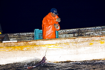 Night fishery for Humbolt Squid (Dosidicus gigas) in the Gulf of California (Sea of Cortez) waters just outside Santa Rosalia, Baja California Sur, Mexico