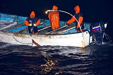 Night fishery for Humbolt Squid (Dosidicus gigas) in the Gulf of California (Sea of Cortez) waters just outside Santa Rosalia, Baja California Sur, Mexico