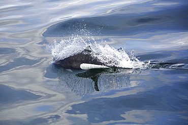 Adult Dall's porpoise (Phocoenoides dalli) surfacing in Chatham Strait, Southeast Alaska, USA