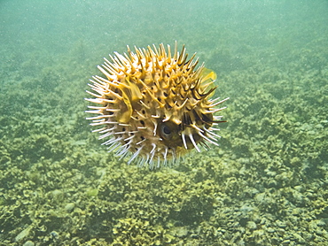 A young balloonfish (Diodon holocanthus) puffed up in a state of agitation on Isla Monseratte in the lower Gulf of California (Sea of Cortez), Baja California Sur, Mexico.